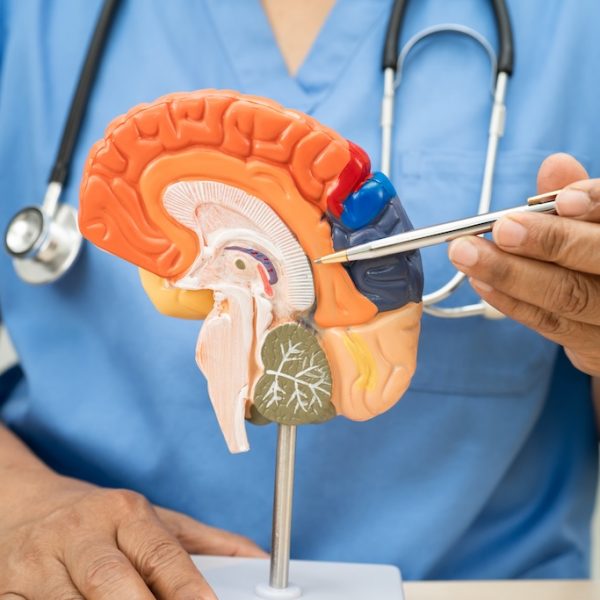 TBI Traumatic Brain Injury Testing – Neuropsych Testing Evaluation in San Diego – KMN Psych Alzheimer disease, Asian doctor holding brain anatomy model for study diagnosis and treatment in hospital.